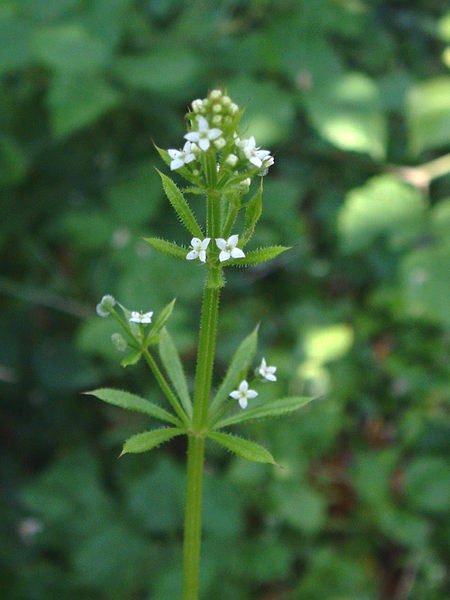 GC - galium aparine - gaillet gratteron - wikimedia