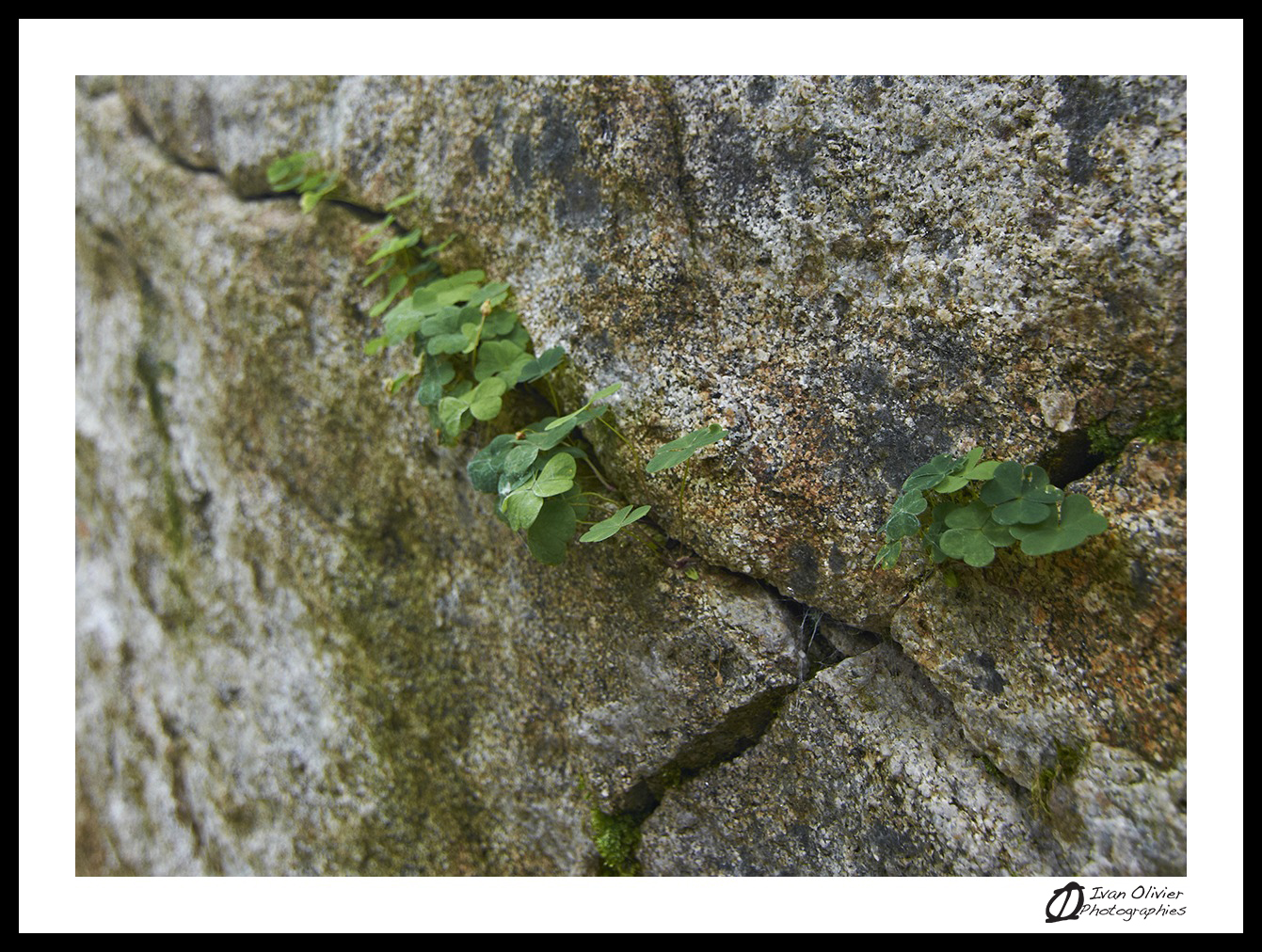 GC petit bonheur oxalis laramade