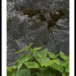 Fiche cueillette: Grande ortie des jardins – Urtica dioica