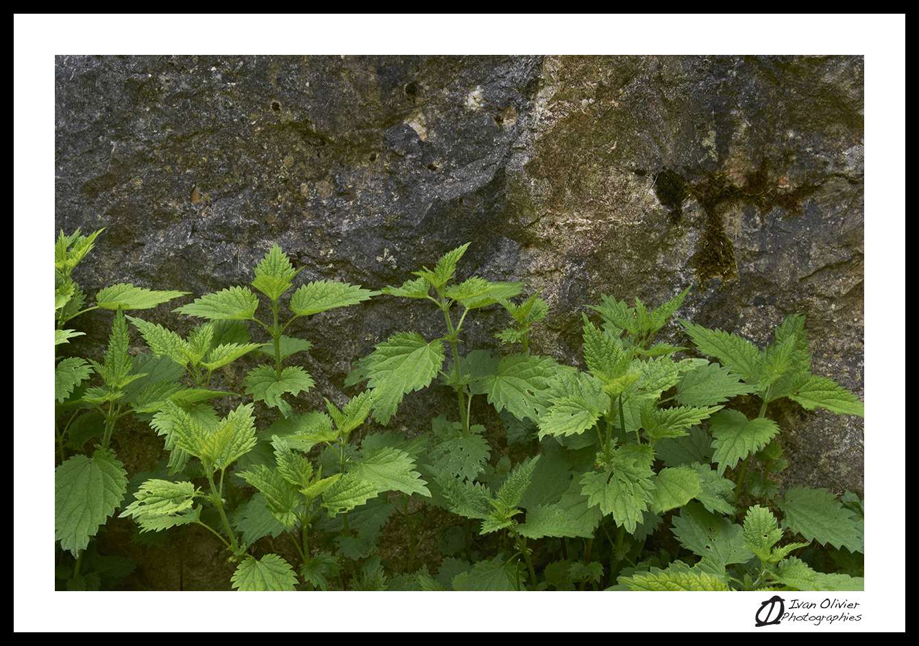 France - ortie Ivan Olivier Photographies©(2016)