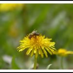 GC pissenlit-taraxacum abeille 2016