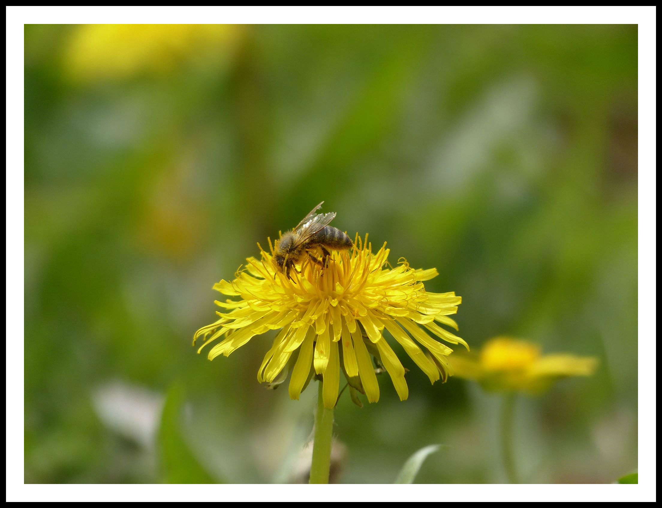 GC pissenlit-taraxacum abeille 2016
