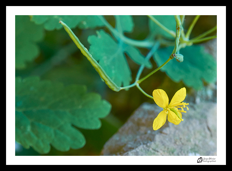 Chélidoine © Ivan Olivier Photographie (1)