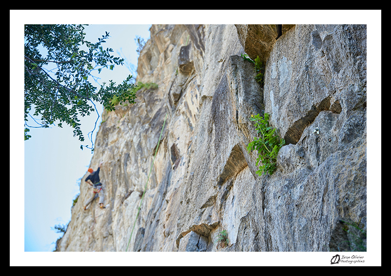 Chélidoine © Ivan Olivier Photographie (11)