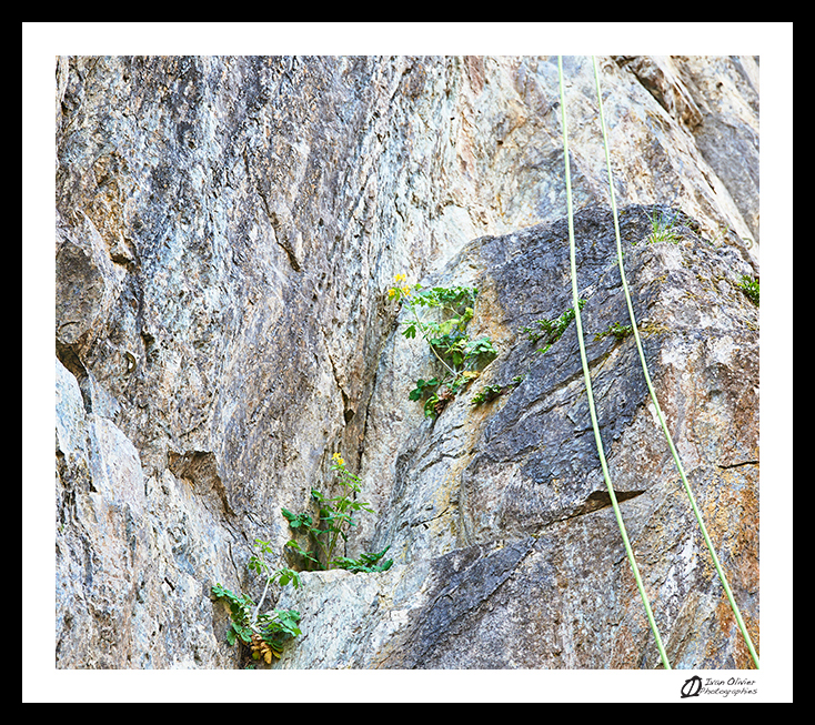 Chélidoine © Ivan Olivier Photographie (12)