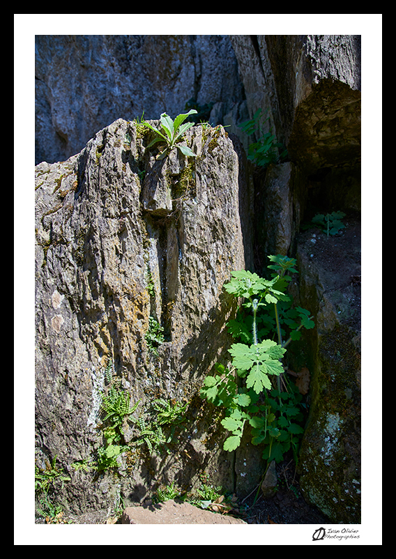 Chélidoine © Ivan Olivier Photographie (13)