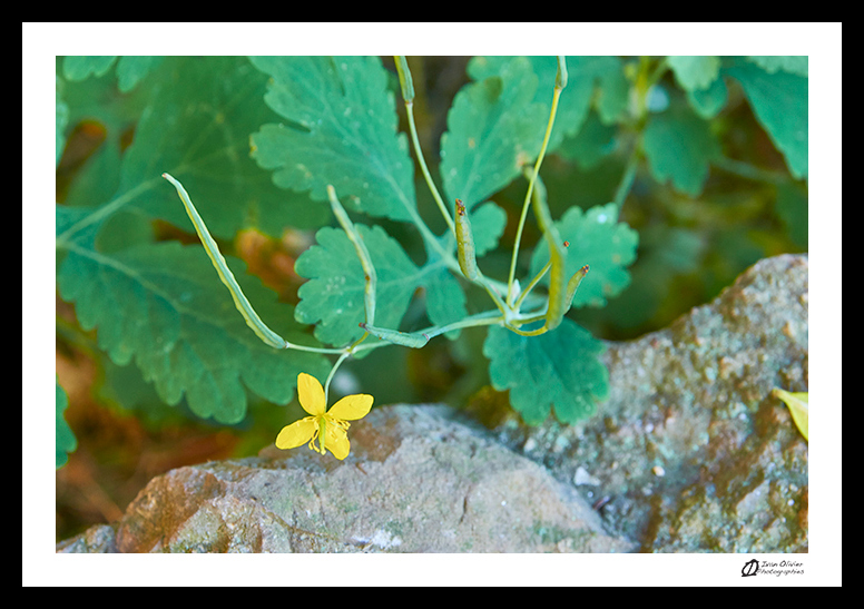 Chélidoine © Ivan Olivier Photographie (8)