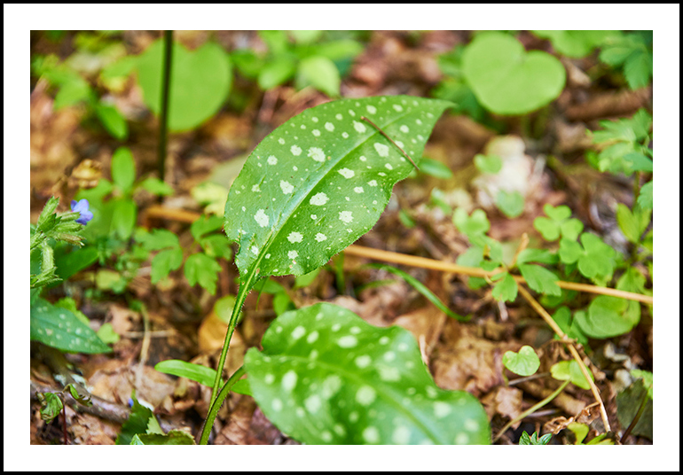 Pulmonaire © Ivan Olivier Photographie (1)