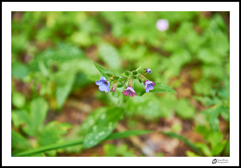 Pulmonaire © Ivan Olivier Photographie (9)