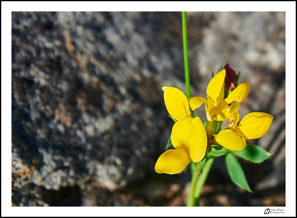 GC - escalade medicinale - cueillette - lotier corniculé lotus corniculatus - ivan olivier photographies (10)