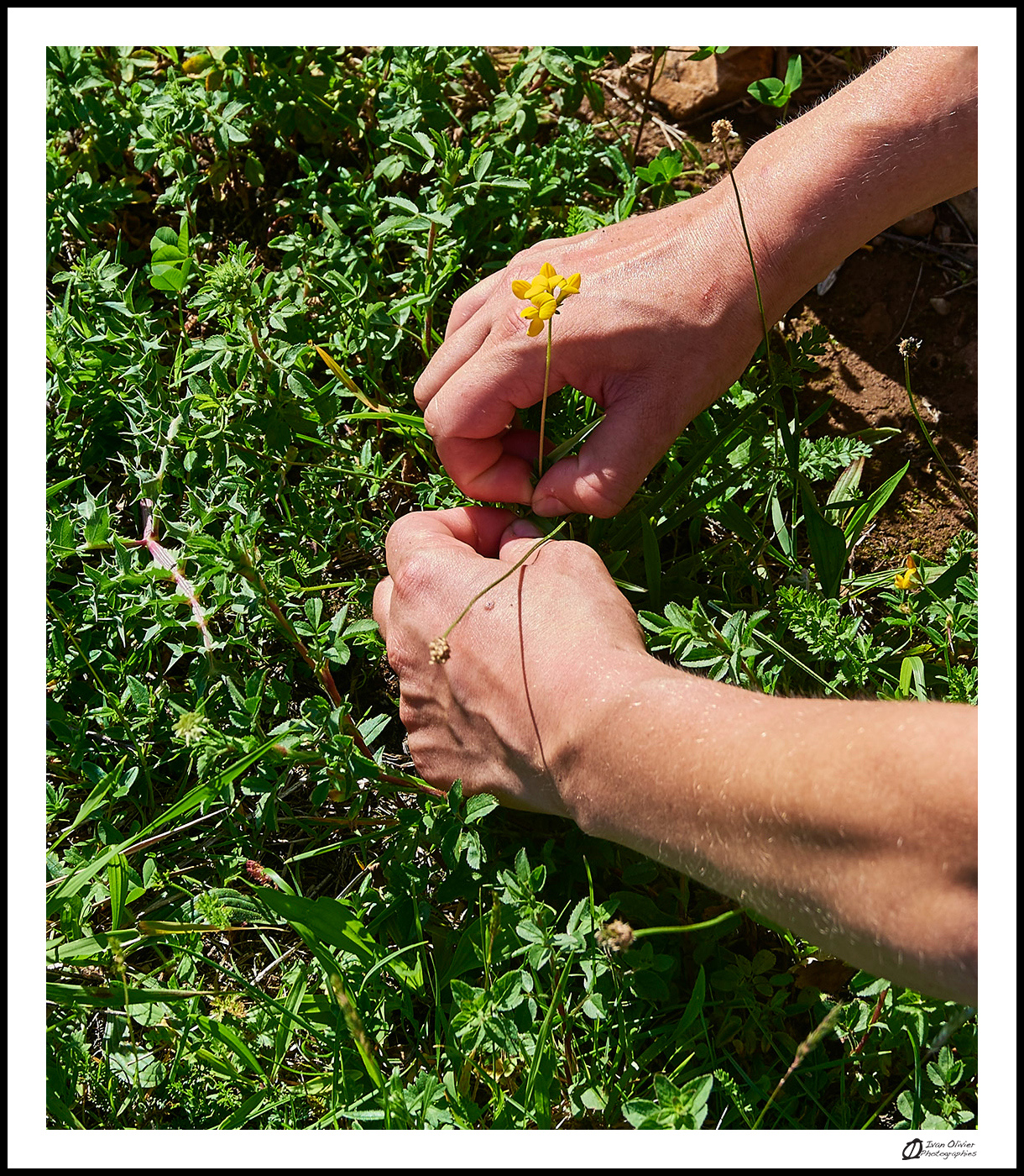 GC - escalade medicinale - cueillette - lotier corniculé lotus corniculatus - ivan olivier photographies (13)