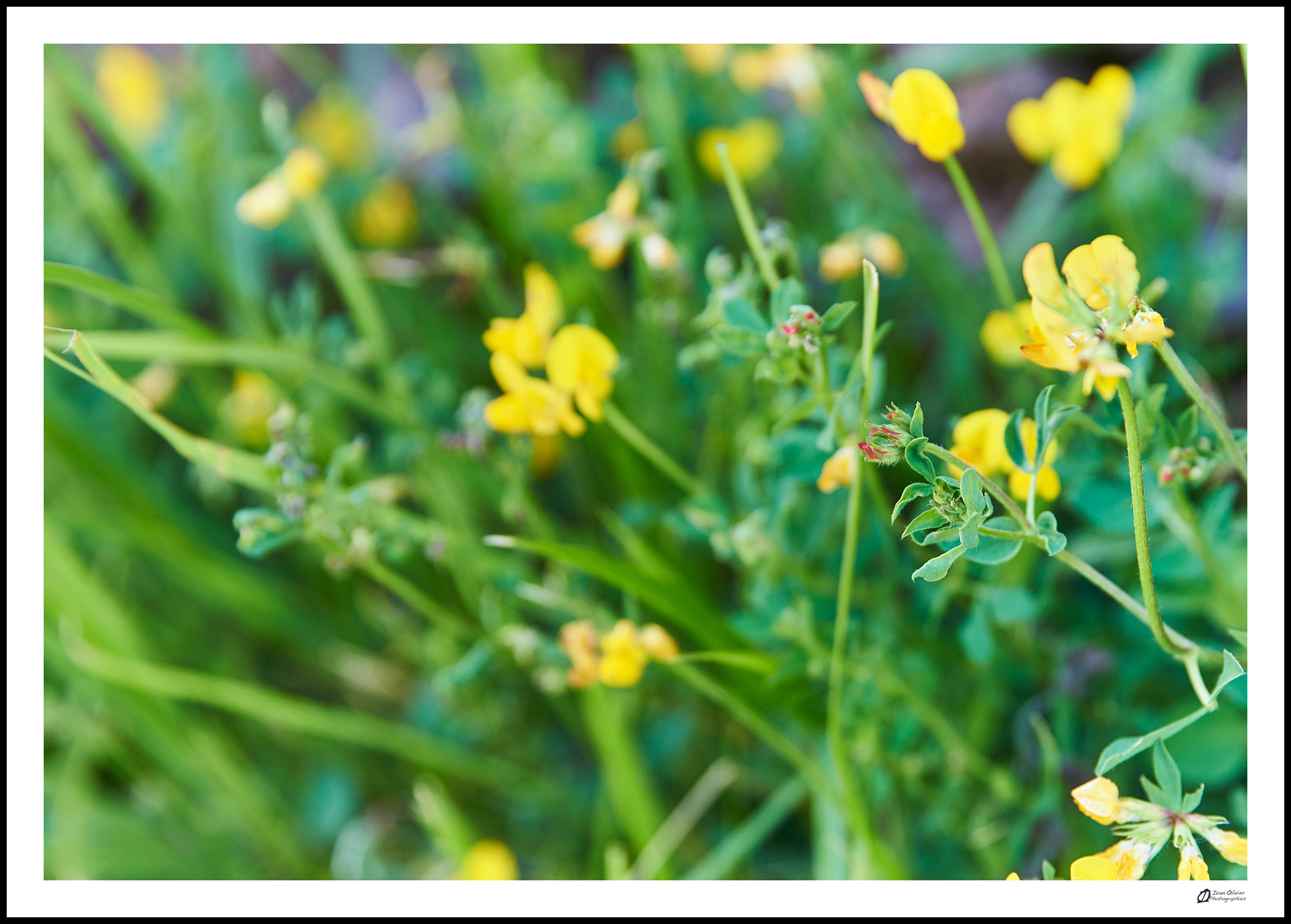 GC - escalade medicinale - cueillette - lotier corniculé lotus corniculatus - ivan olivier photographies (14)