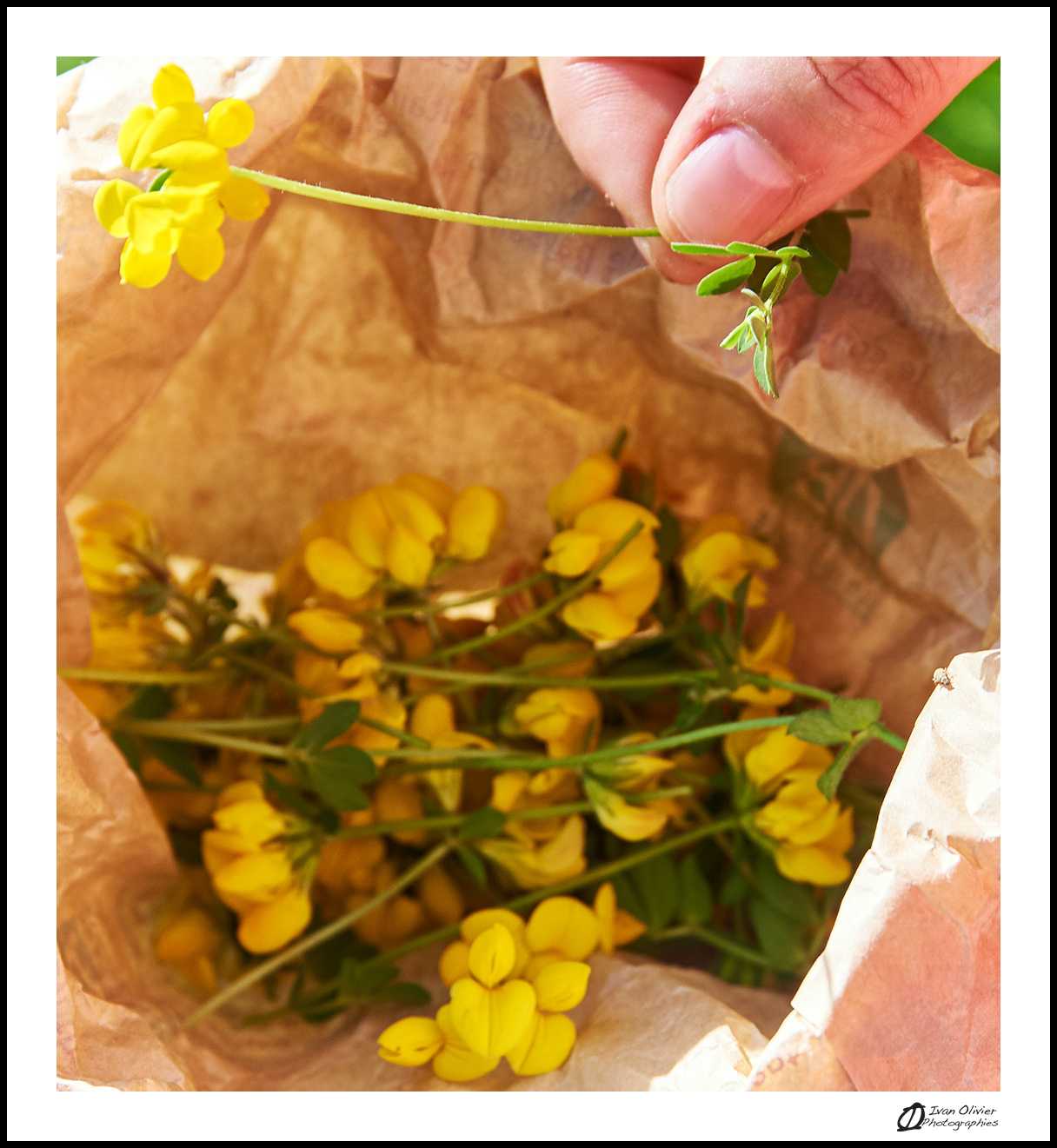GC - escalade medicinale - cueillette - lotier corniculé lotus corniculatus - ivan olivier photographies (15)