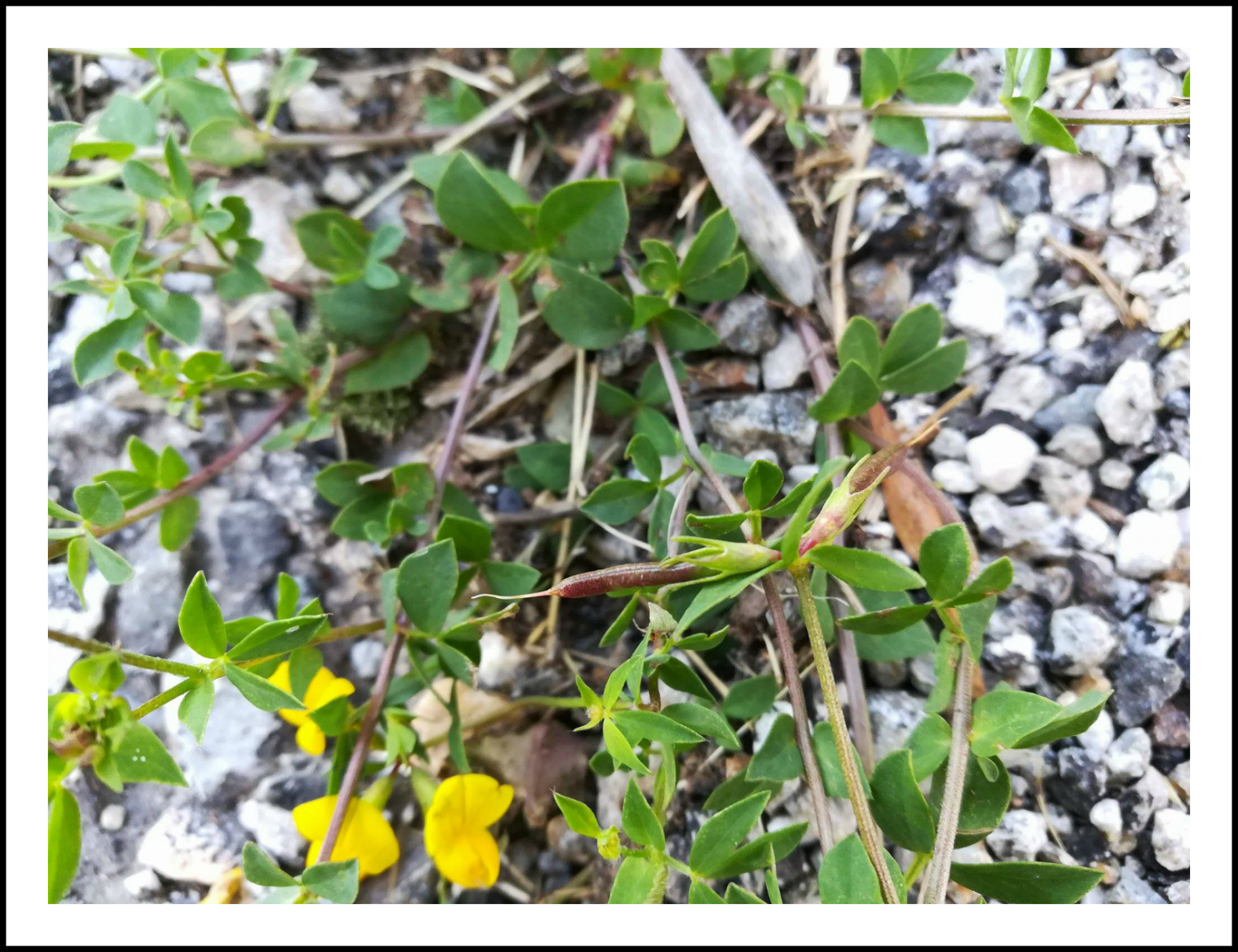 GC - escalade medicinale - cueillette - lotier corniculé lotus corniculatus - ivan olivier photographies (7)