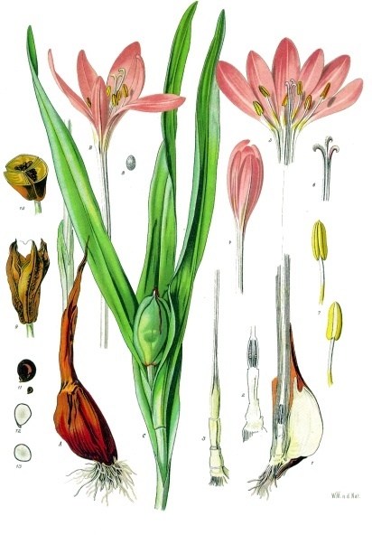 GC-Colchicum autumnale - Köhlers Medizinal Pflanzen