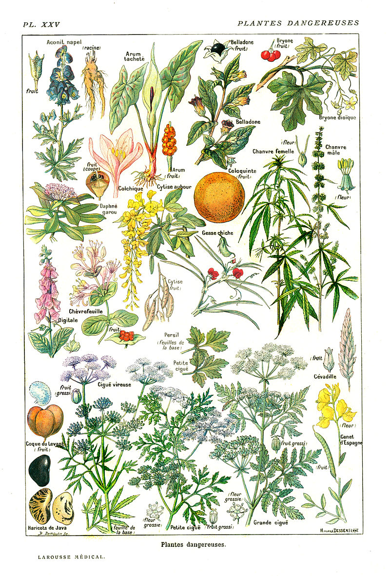 GC-Larousse médical illustré wiki