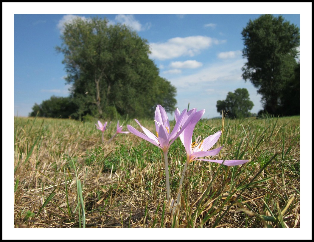 GC - Pixabay 2 Colchicum autumnale