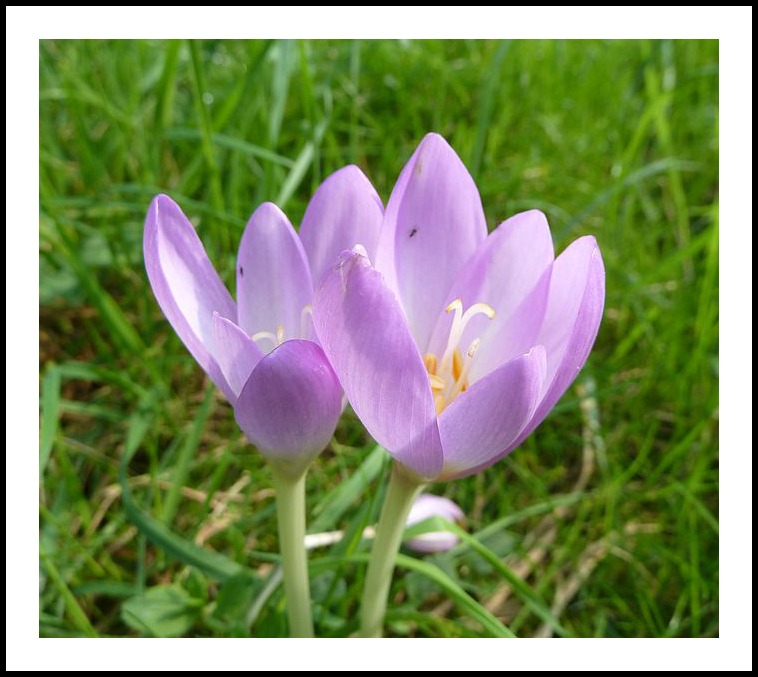 GC - Wiki Colchicum autumnale