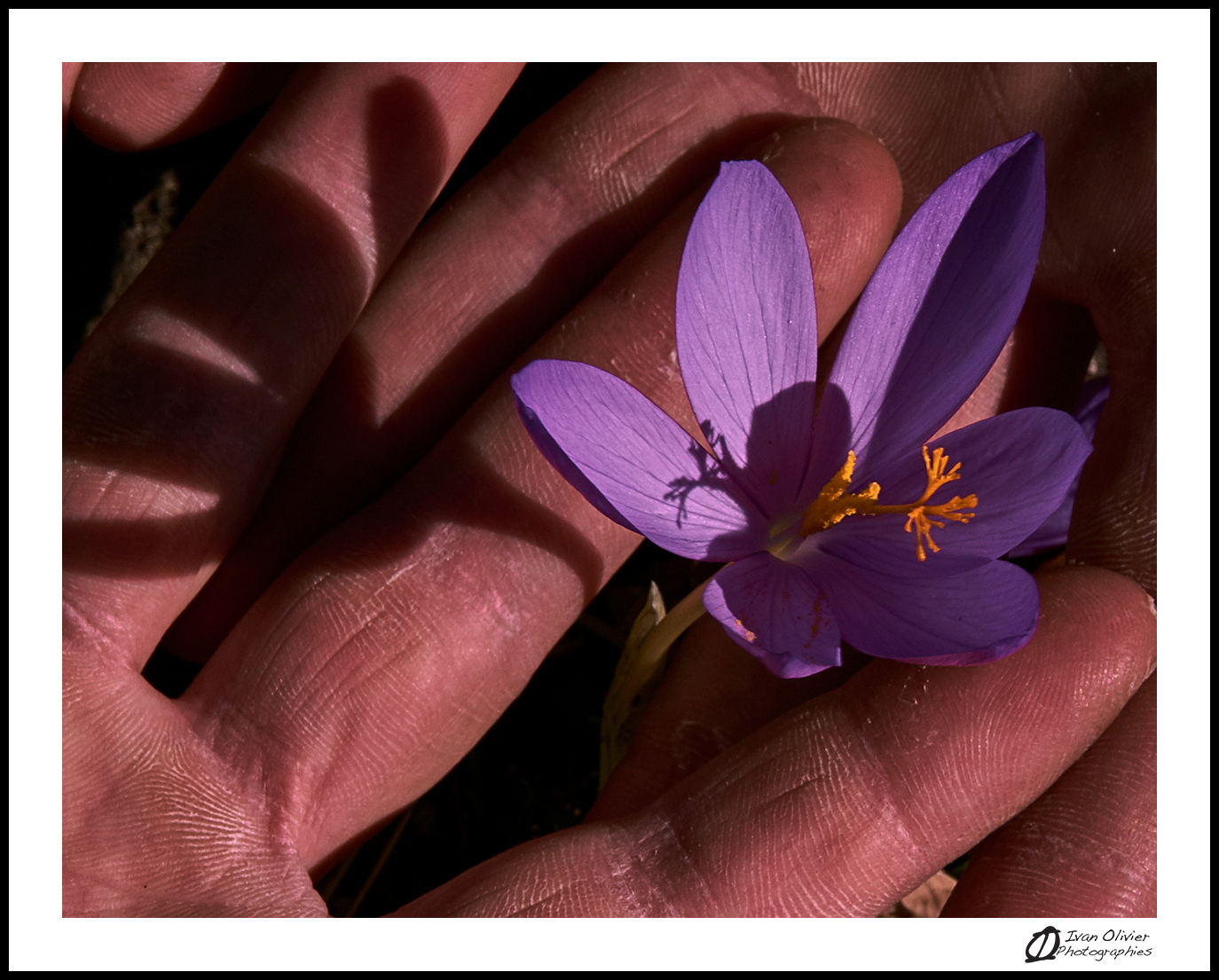 GC-cueillette au pied des voies-colchique d'automne-ivan olivier photographies (1)