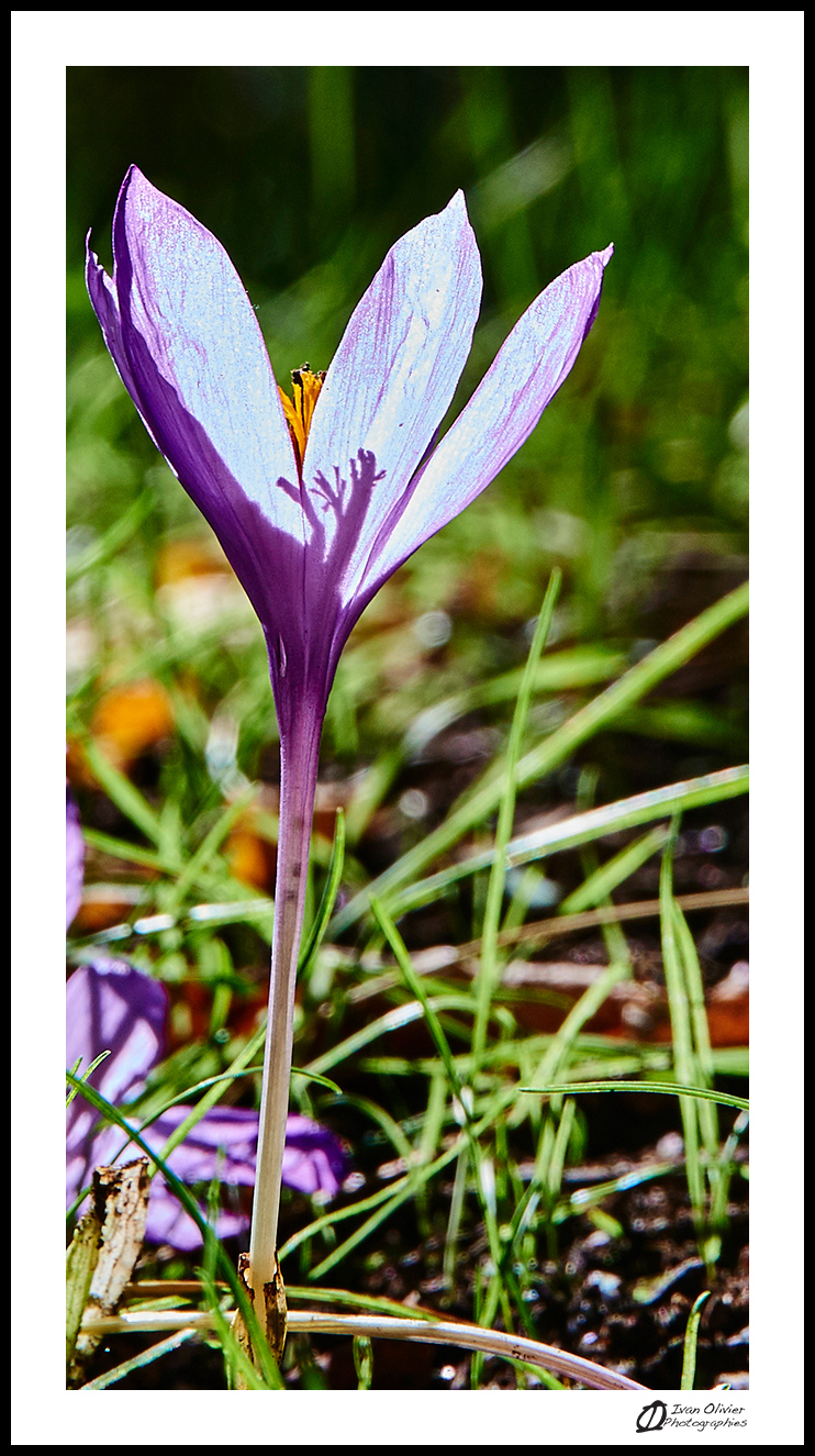 GC-cueillette au pied des voies-colchique d'automne-ivan olivier photographies (3)