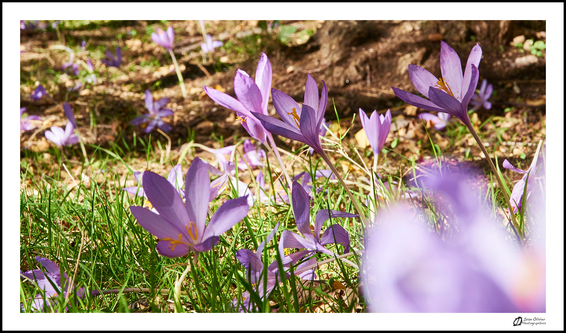 GC-cueillette au pied des voies-colchique d'automne-ivan olivier photographies (7)