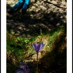 Fiche de (non) cueillette: Colchique – Colchicum autumnale