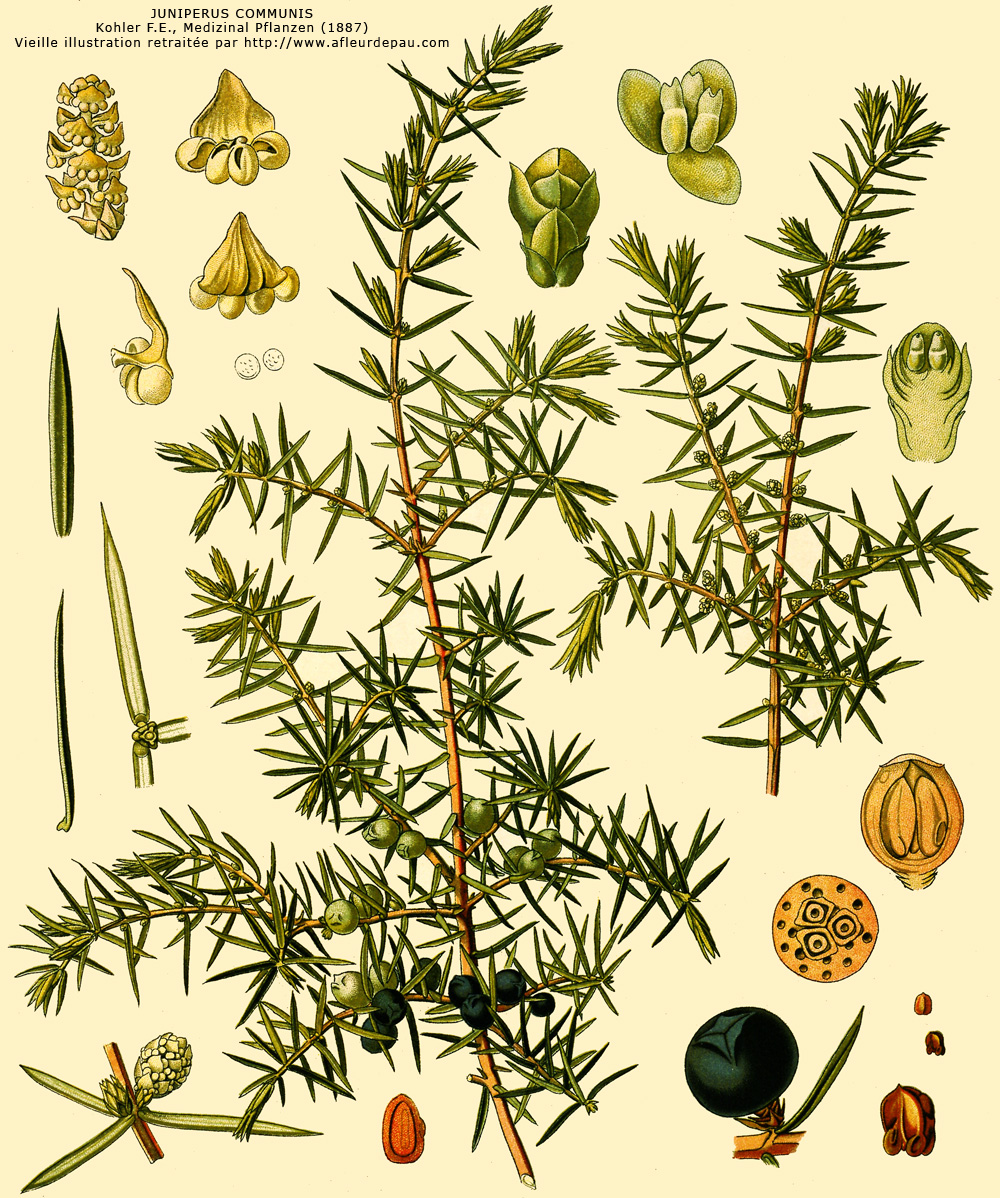 GC - Juniperus communis herbier - Köhler F.E. Medizinal Pflanzen