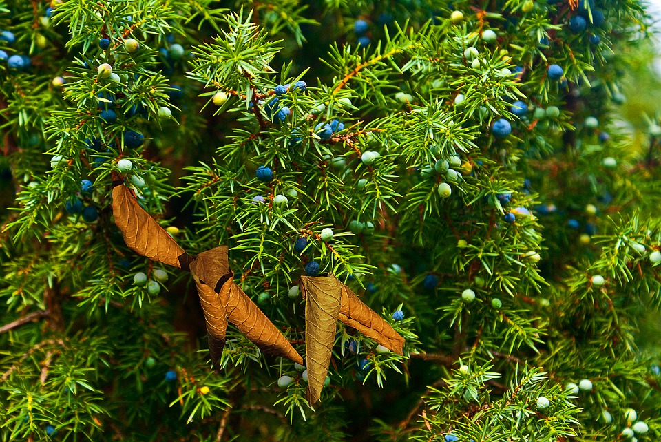 GC - cueillette au pied des voies - Juniperus communis pixabay uroburos