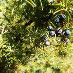GC - cueillette au pied des voies - genévrier - juniperus communis 2