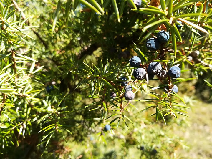 GC - cueillette au pied des voies - genévrier - juniperus communis 2