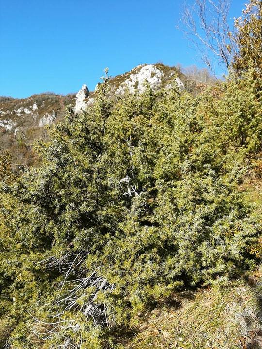 GC - cueillette au pied des voies - genévrier - juniperus communis 3