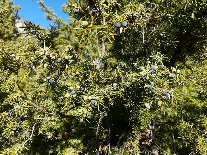 GC - cueillette au pied des voies - genévrier - juniperus communis 4