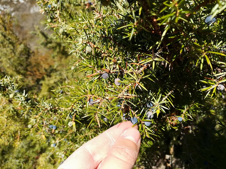 GC - cueillette au pied des voies - genévrier - juniperus communis