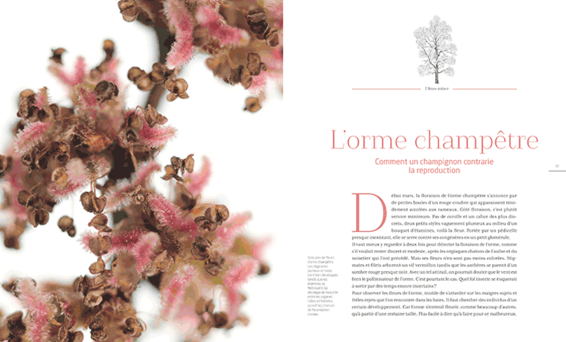 GC-chronique livre les arbres amoureux - la salamandre 1