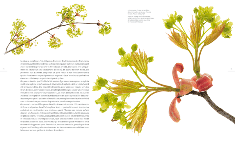 GC-chronique livre les arbres amoureux - la salamandre