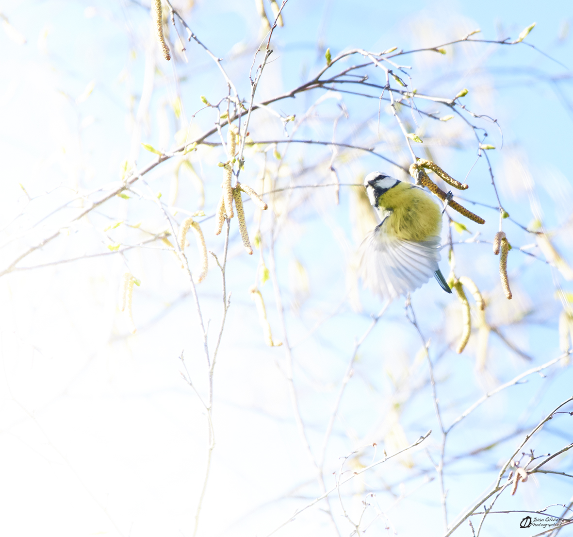 Mésange Bleue© Ivan Olivier Photographie (1)