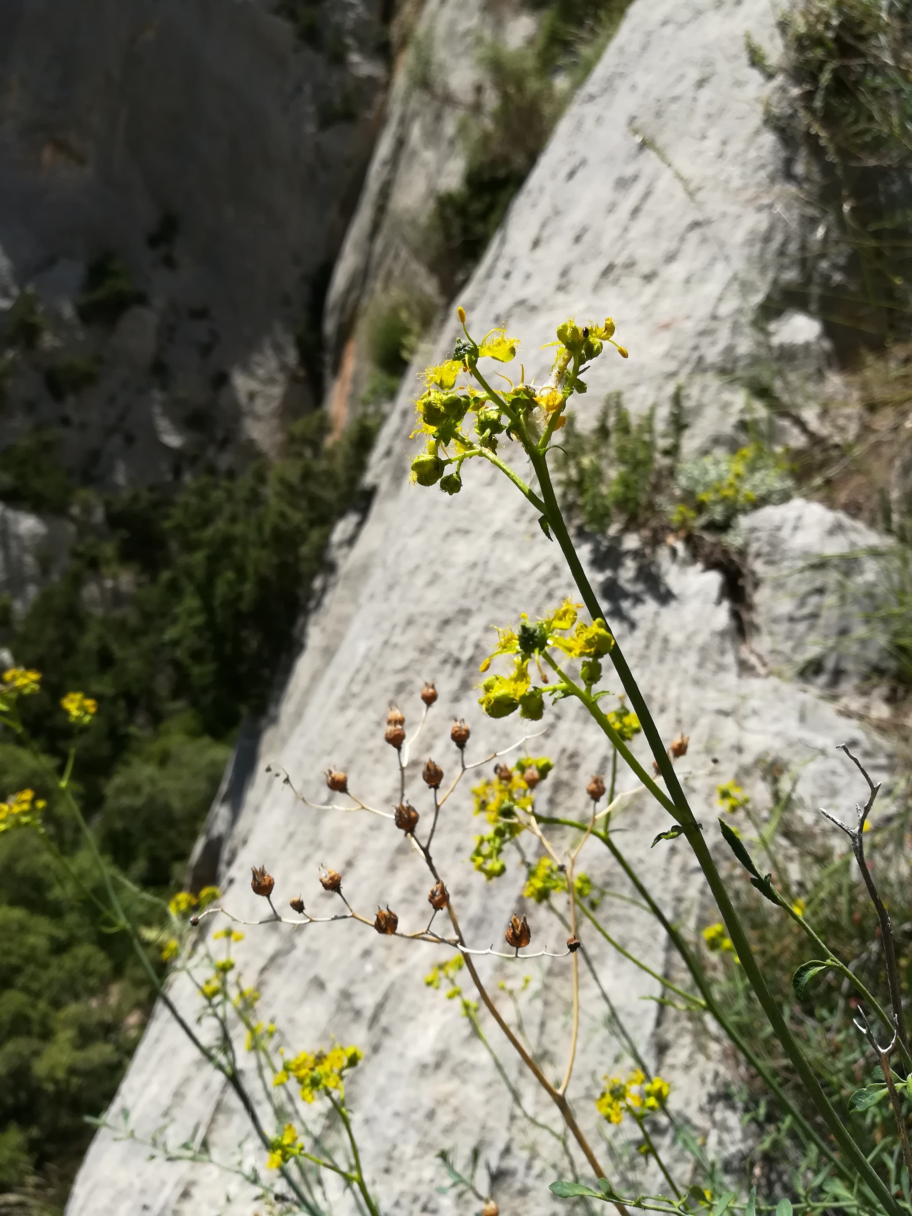 GC - Ruta sp - Rue officinale - Juin 2018 (5)