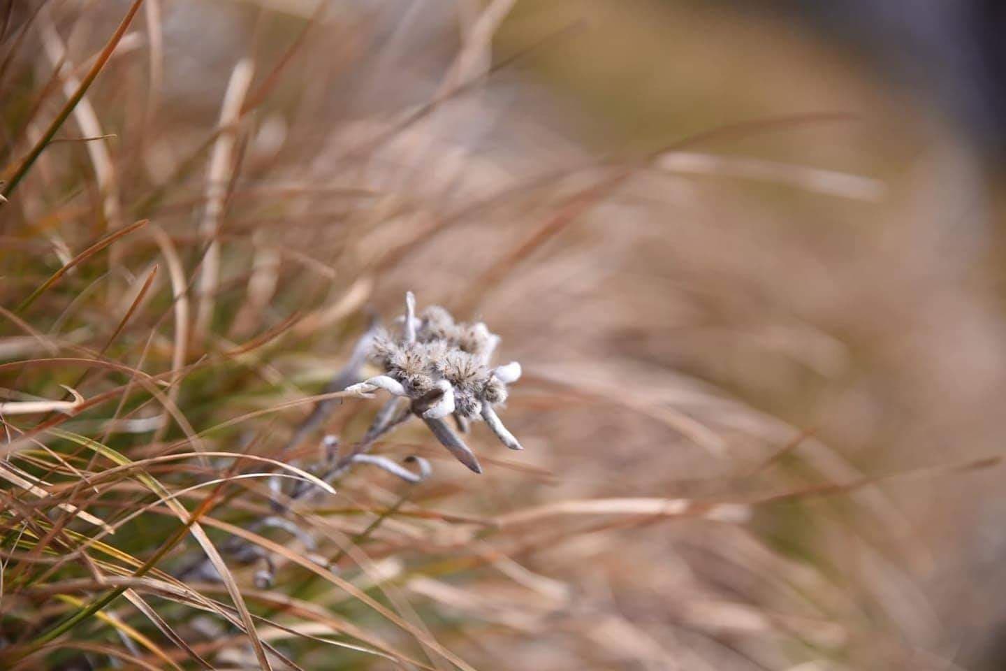 GC - edelweiss - dolomites