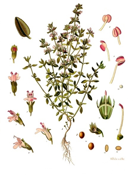 Thymus_vulgaris_-_Köhler–s_Medizinal-Pflanzen-271