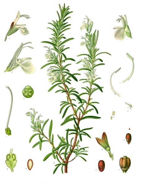 Rosmarinus_officinalis_-_Köhler–s_Medizinal-Pflanzen-258