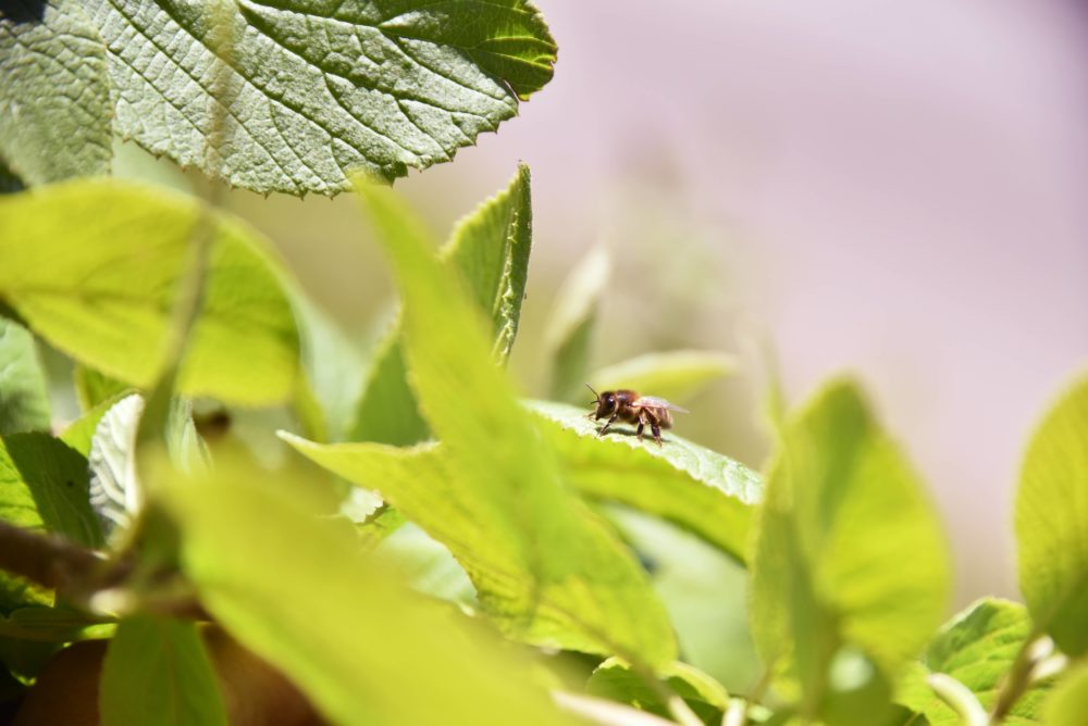 GC - abeille - henry dupuis - mai 2019