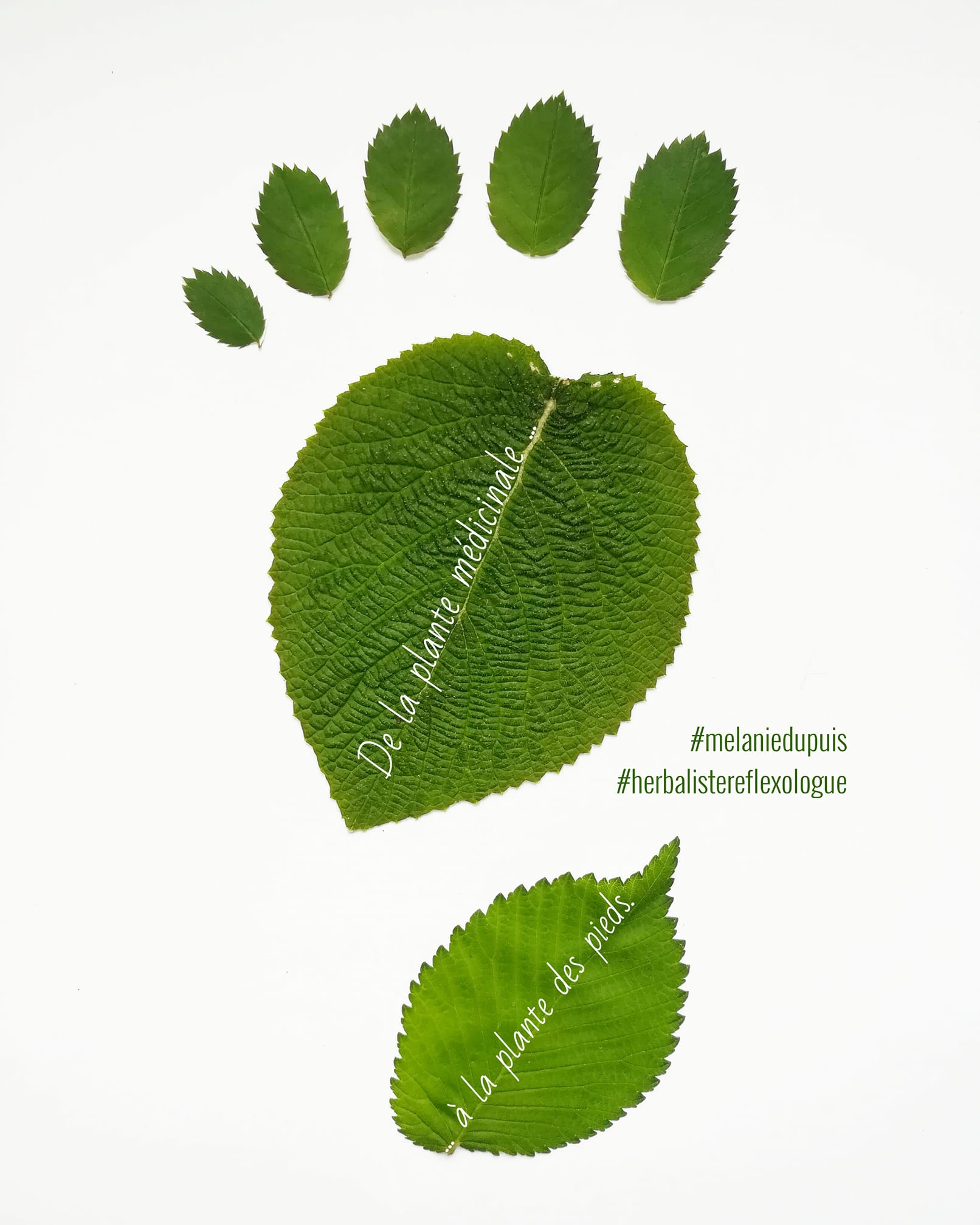 GC - reflexologie plantaire ariège - mélanie dupuis - de la plante médicinale à la plante des pieds - pied en feuille