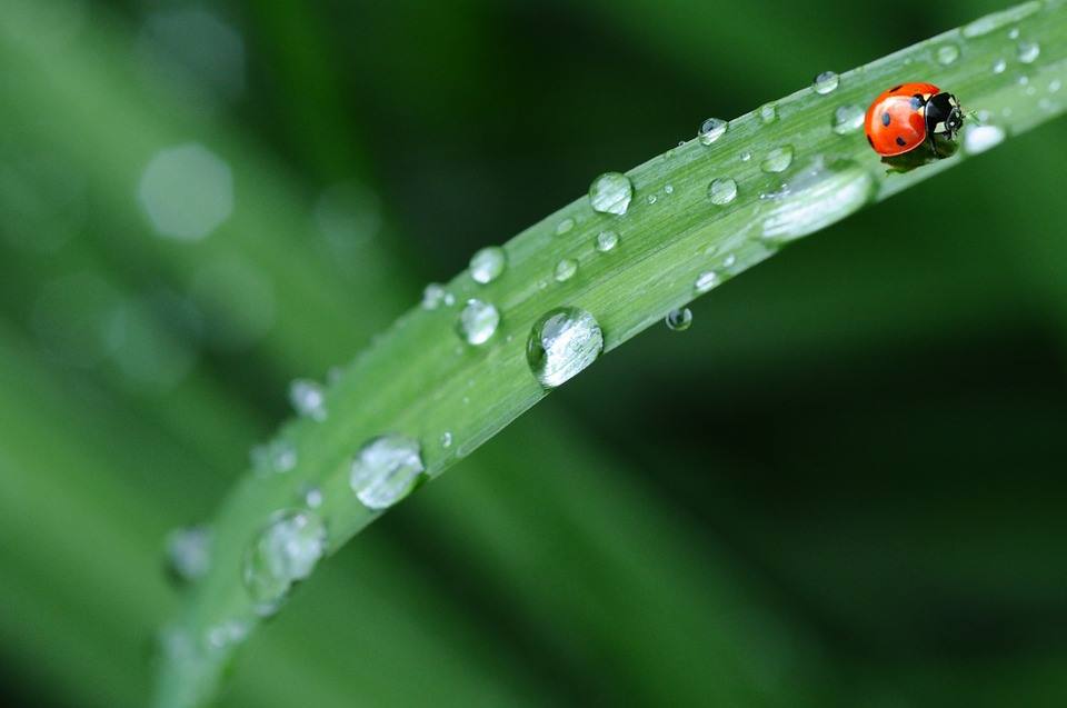 Bio Forme coccinelle