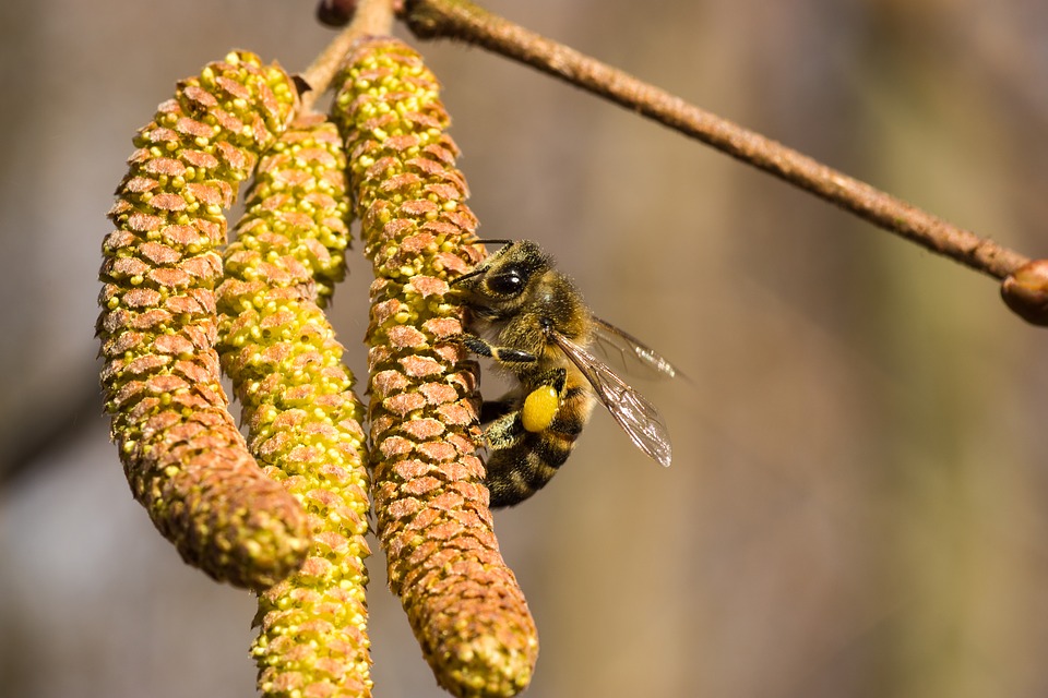 GC - Pixabay - chaton noisetier abeille