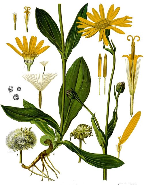 GC - arnica montana planche herbier kohlers