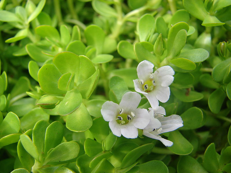 brahmi - bacopa monnieri