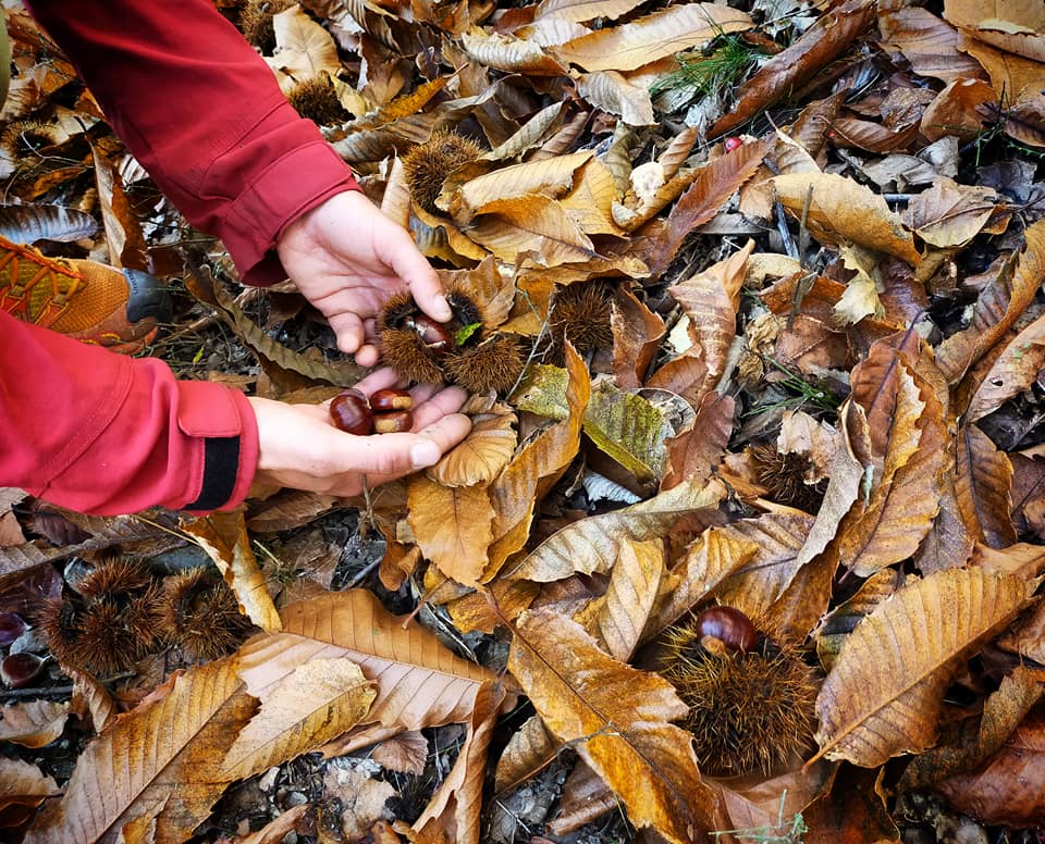 GC- Chataignier - castanea sativa - chataigne cueillette - cevennes lozere automne 2020