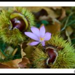 GC- Chataignier - castanea sativa - chataigne et crocus