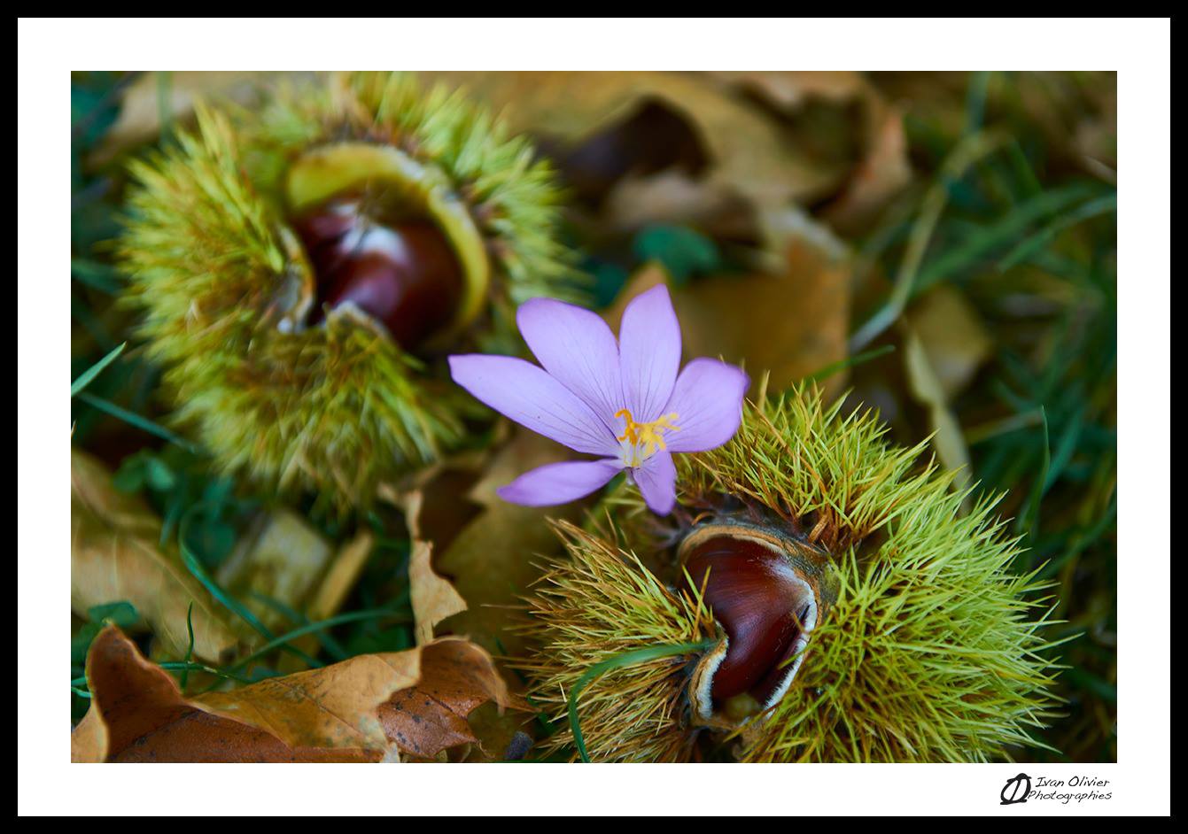 GC- Chataignier - castanea sativa - chataigne et crocus