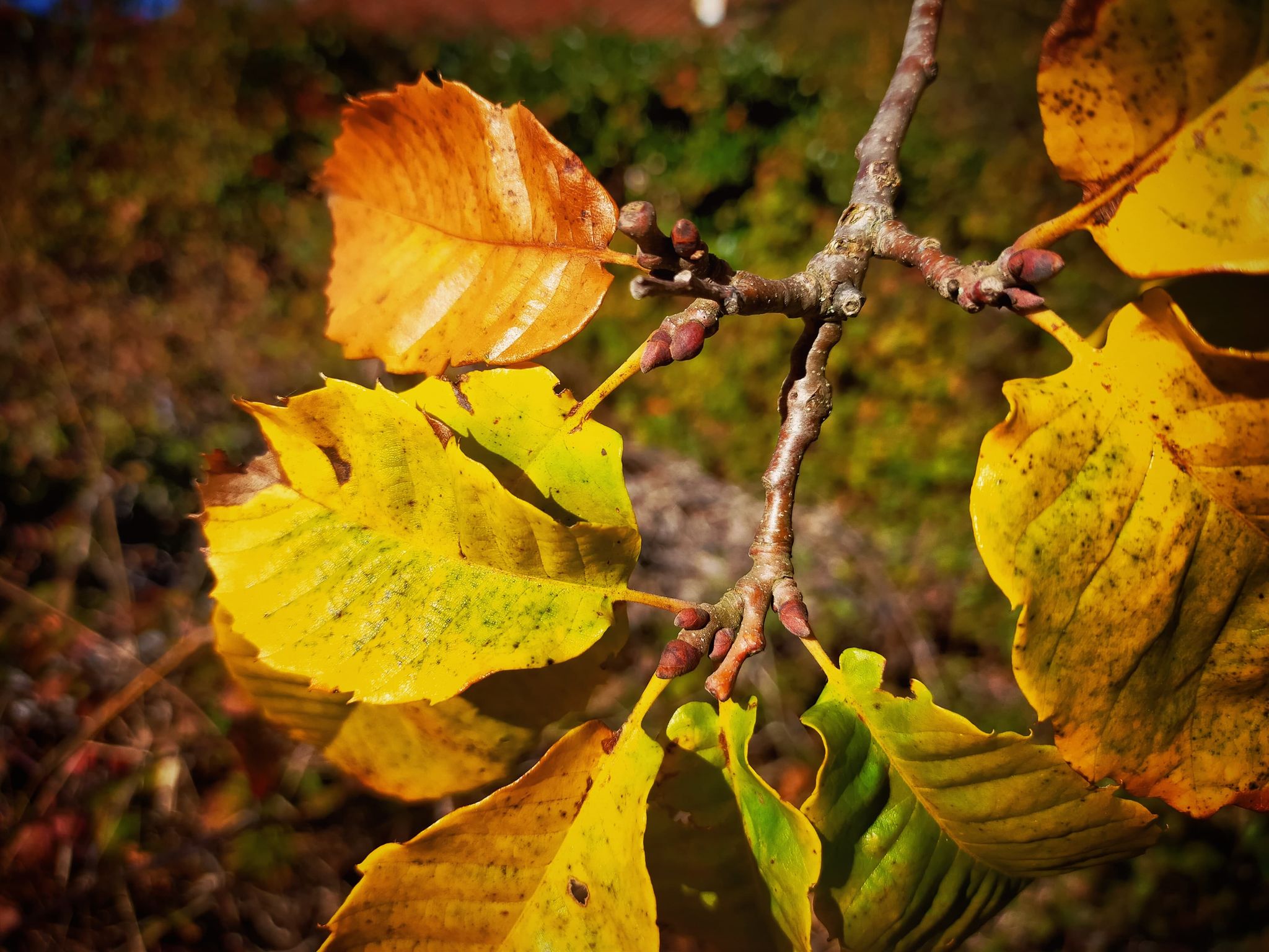 GC- Chataignier - castanea sativa - florac surba - automne 2020 - bourgeons